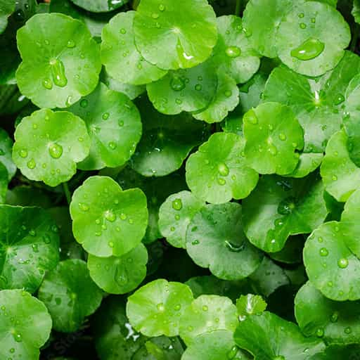 Centella Asiatica ingredient